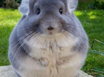 Why Chinchillas Make Fantastic Pets: A Guide to These Adorable Rodents