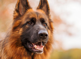 Degenerative Myelopathy In Dogs