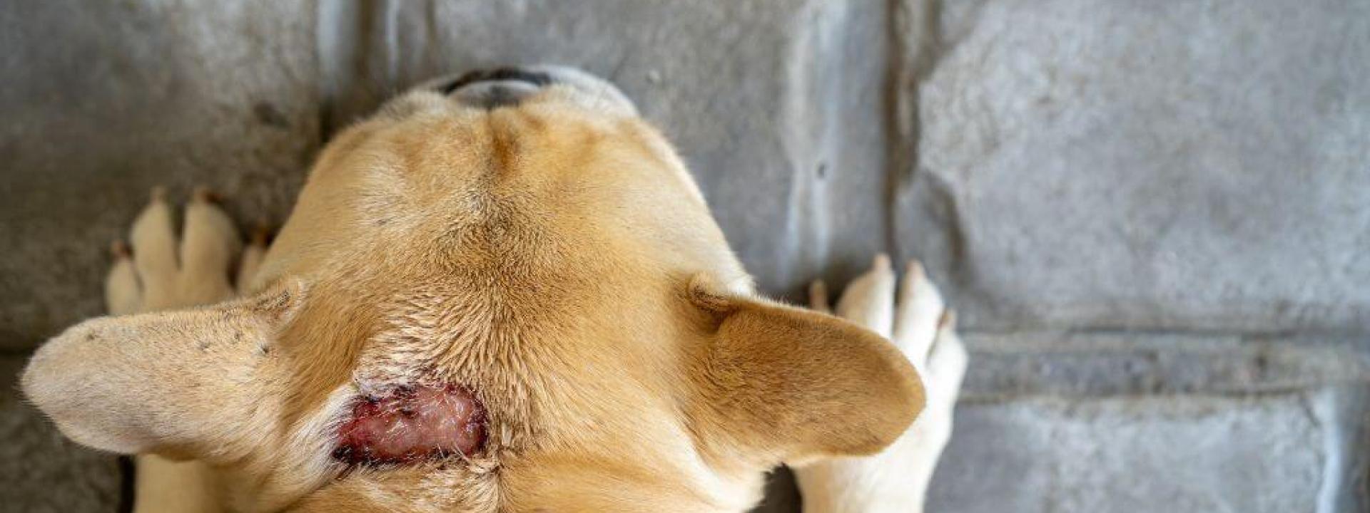 A small dog with a hot spot on its neck.